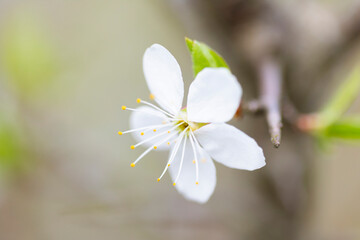Beautiful white cherry tree blossoms in the garden during spring. Seasonal scenery in Latvia, Europe.
