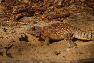 collared iguana digs hole for egg laying 131
