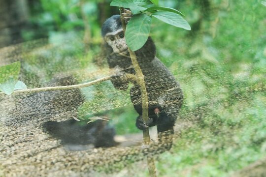 A little tonkeana macaque is seen playing in a tree.