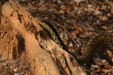 Madagascan giant hognose meanders over tree stump 202
