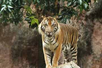A Sumatran tiger is seen standing on a rock, looking ahead.