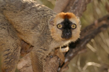 brown lemur, portrait, looks curiously 213 
