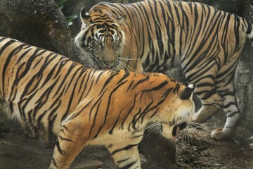 Sumatran tigers appear to be getting ready to fight