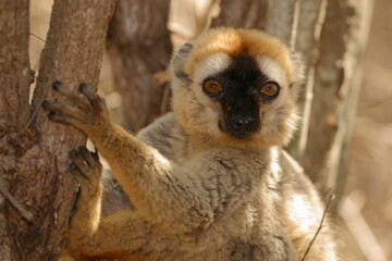 portrait of brown lemur, Eulemur fulvus 175
