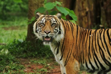 Obraz premium a sumatran tiger is standing in the bushes while observing the surroundings