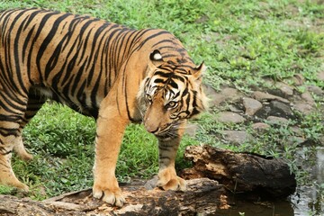 A Sumatran tiger is seen wandering in the bushes during the day.