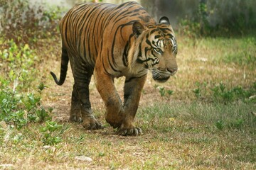 A Sumatran tiger is seen wandering in the bushes during the day.