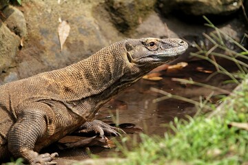 Close up of a Komodo dragon roaming around on the rocks