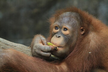 close up of a young orangutan eating fruit