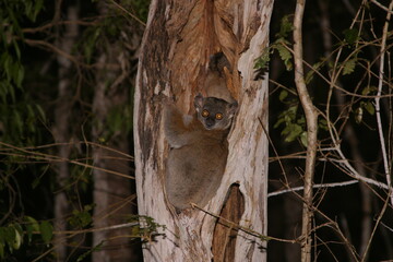 sportive lemur, Lepilemur, in front of a tree cave 585
