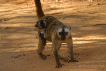 brown lemur female with 2 young on her back 825 
