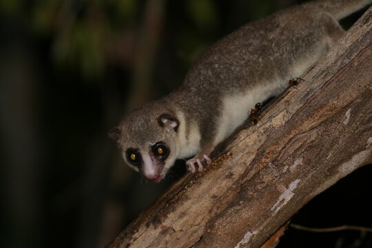 Endangered mouse lemur Microcebus Goodman on a tree trunk at night 849
