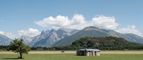 cows in the mountains