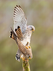 Common kestrel / Turmfalke (Falco tinnunculus)