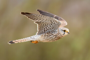 Common kestrel / Turmfalke (Falco tinnunculus)