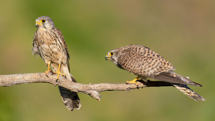 Common kestrel / Turmfalke (Falco tinnunculus)