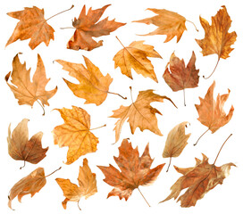 Brown leaves isolated on white, set. Autumn season