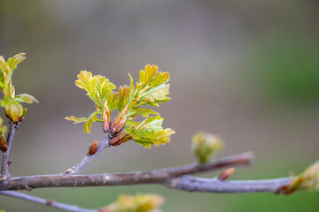 Beautiful spring day scenery with freshly sprouted oak leaves in park. Springtime in Latvia, Europe.