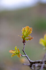 Beautiful spring day scenery with freshly sprouted oak leaves in park. Springtime in Latvia, Europe.