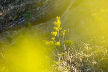 Beautiful green pine branches in a sunny spring day. Seasonal close-up of woodlands trees in Latvia, Europe.