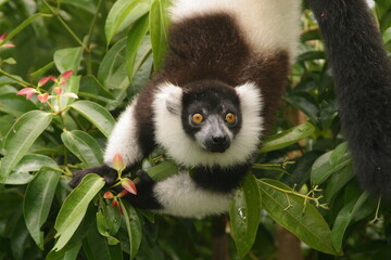 black-and-white-ruffed lemur, Varecia variegata, sitting in tree 961
