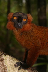 red ruffed lemur, Varecia rubra, portrait 980