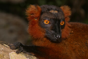 red ruffed lemur, Varecia rubra, portrait 985
