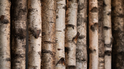 seamless background with old wooden birch tree trunk fence