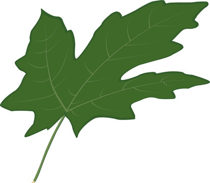 Green maple leaf clipart with gentle curve effect. Bright vector element symbolizing freshness and nature. Perfect for spring designs, patterns, stickers, cards, and eco projects.