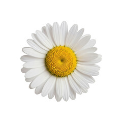 Detailed close-up of a fresh white daisy flower with yellow center, perfect for spring and summer designs, isolated on transparent background