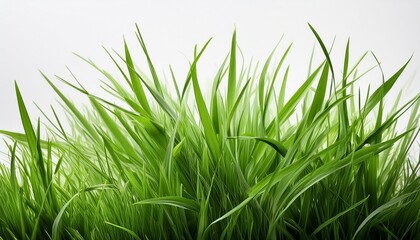 green grass on a white background