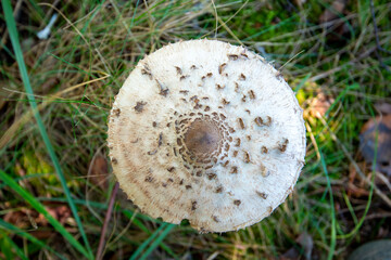 Parasol Mushroom in the Field (Macrolepiota Procera)