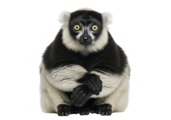 Full body portrait of a cute black and white ruffed lemur with yellow eyes looking at camera, mammal, primate, wildlife, animal, isolated on transparent background