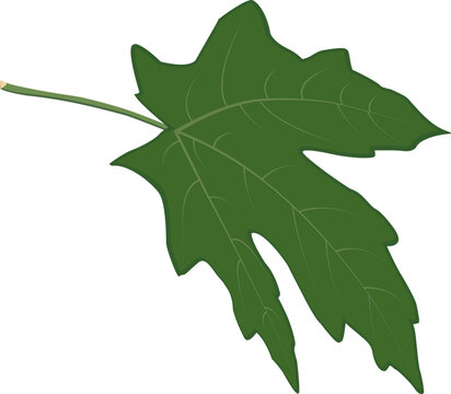 Green maple leaf clipart with gentle curve effect. Bright vector element symbolizing freshness and nature. Perfect for spring designs, patterns, stickers, cards, and eco projects.