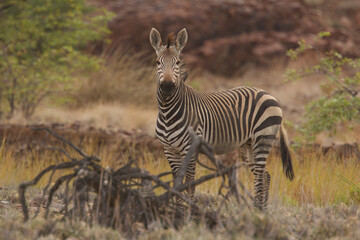 zebra, Equus zebra, looking attentively 241
