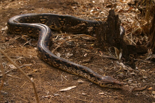 Madagascan giant hognose, Leioheterodon madagascariensis 649  
