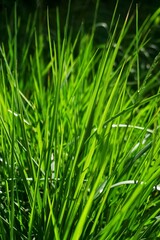 Green grass with sunlight background