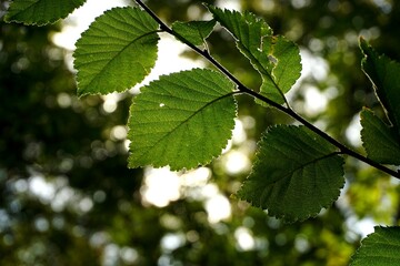 Green branch with bokeh. Background for PC.