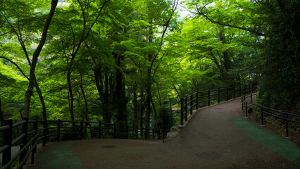 Fototapeta premium 箕面市の新緑