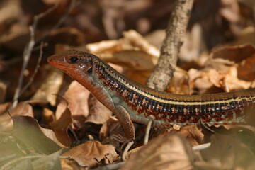 western girdled lizard, Zonosaurus laticaudatus, portrait 360