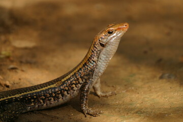 western girdled lizard, Zonosaurus laticaudatus 657 