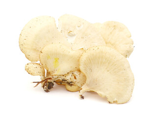 Close-up of mushroom against white background 