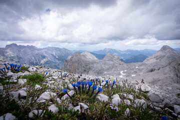 Blue alpine wildflowers blooming with rocky mountains in backdrop, Triglav National Park, Slovenia