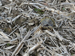 A common frog, camouflaged in the stubble field, attentively observes its surroundings. A fascinating glimpse into the world of amphibians.
