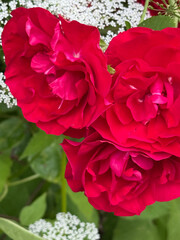 Lush red roses grow in the garden. Beautiful flowers in natural light against a background of delicate white flowers and lush greenery in soft focus. Floral, romantic background with space for text