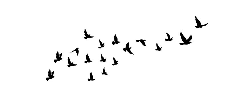 Flock of flying birds silhouette on white background 