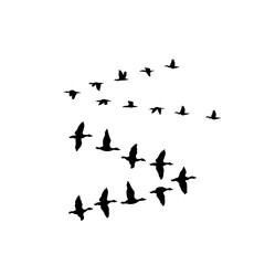 Flock of flying birds silhouettes on white background, minimalist vector illustration symbolizing freedom, migration, and nature.