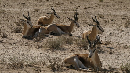 springbok herd resting 120  
