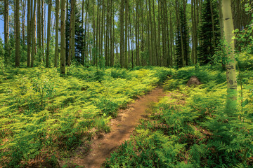 Obraz premium Ferns on the Kebler Pass in Colorado