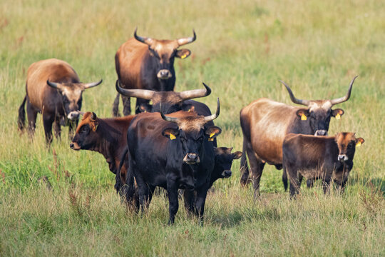 Heck Cattle - herd of backbreeding cattle breed of extinct wild Aurochs (Bos primigenius), Baden-Wuerttemberg, Germany